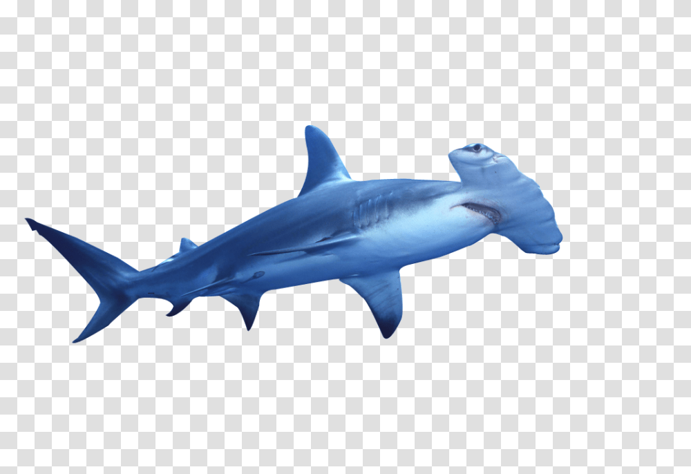 Hammerhead Shark Clip Art Sea Animals Clip Art, Sea Life, Fish, Great White Shark Transparent Png