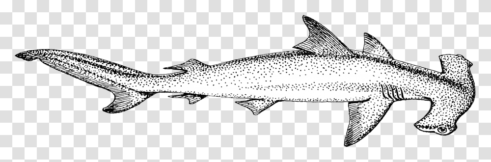 Hammerhead Shark Hammerhead Shark In Black And White, Trout, Fish, Animal, Cod Transparent Png