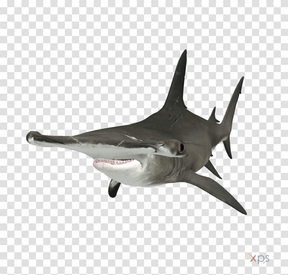 Hammerhead Shark Hd Hammerhead Shark Hd Images, Sea Life, Fish, Animal, Great White Shark Transparent Png
