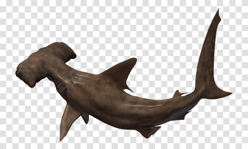 Hammerhead Shark No Background Download Bronze Hammerhead Shark, Sea Life, Fish, Animal Transparent Png