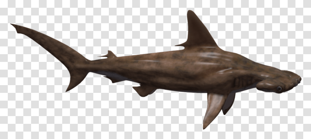 Hammerhead Shark, Sea Life, Animal, Fish, Mammal Transparent Png