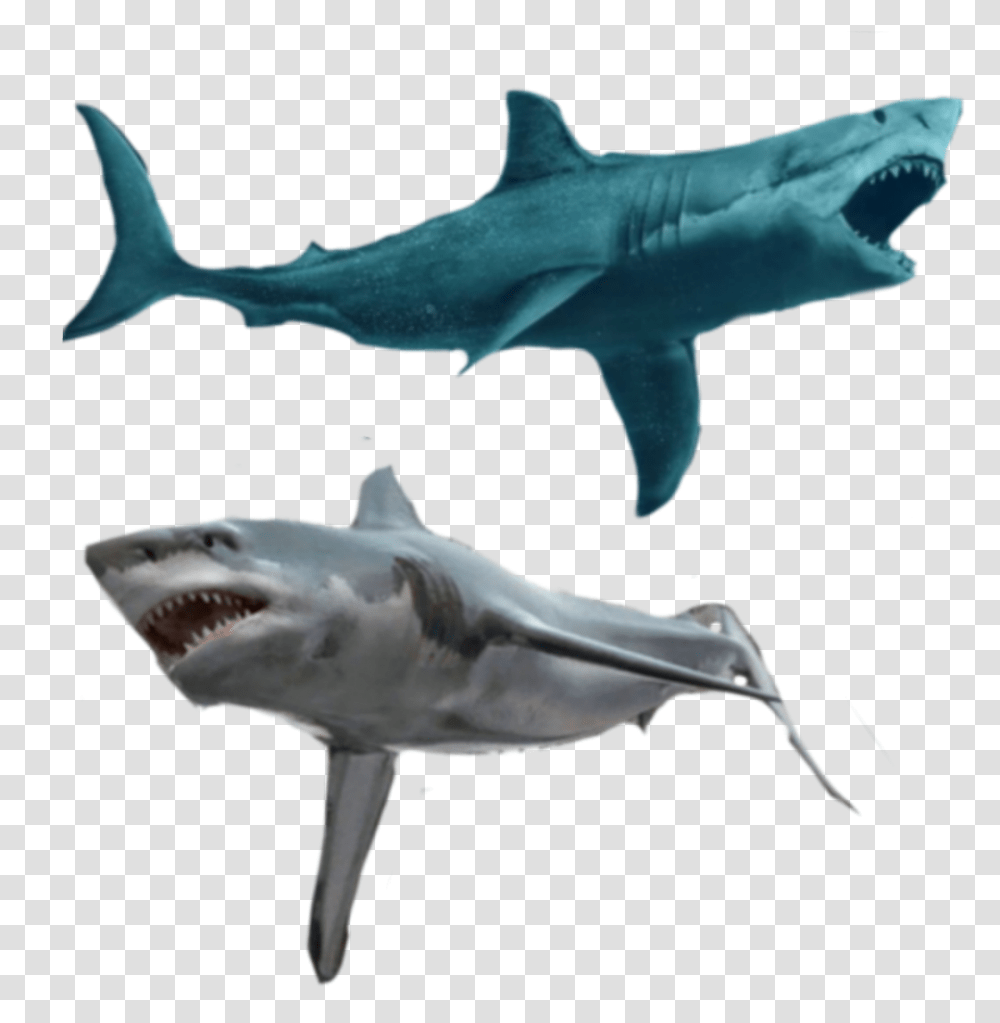 Hammerhead Shark, Sea Life, Fish, Animal, Great White Shark Transparent Png