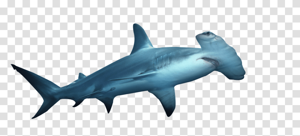 Hammerhead Shark, Sea Life, Fish, Animal, Great White Shark Transparent Png