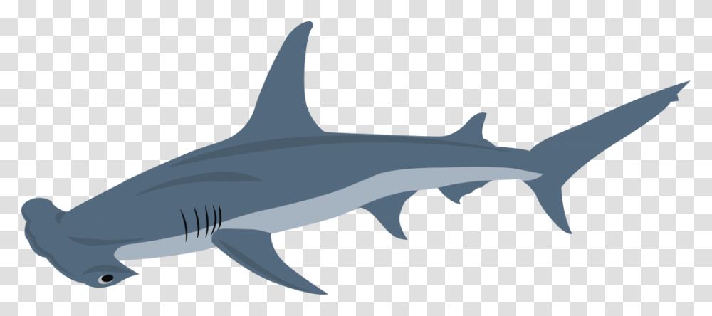 Hammerhead Shark Squaliformes, Sea Life, Fish, Animal, Great White Shark Transparent Png