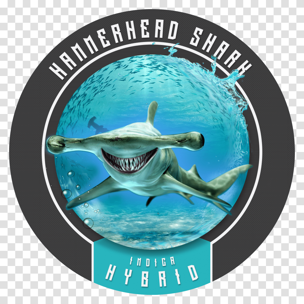 Hammerhead Shark Will Make You Feel Like Chum In The Transparent Png