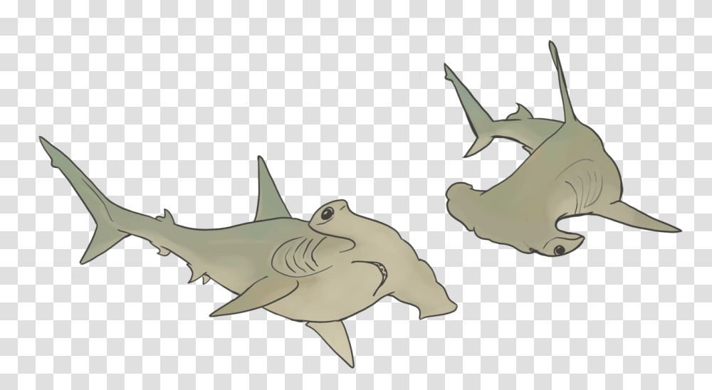 Hammerhead Sharks Cartoon, Animal, Sea Life, Fish Transparent Png