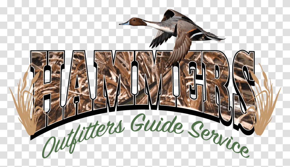 Hammers Outfitters Guide Service Pintail, Bird, Animal, Poster, Advertisement Transparent Png
