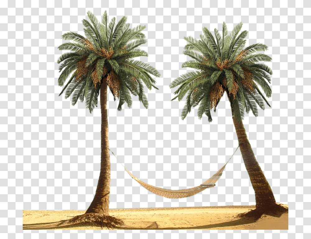 Hammock Between Palm Trees Palm Tree Background, Plant, Arecaceae, Annonaceae, Tropical Transparent Png