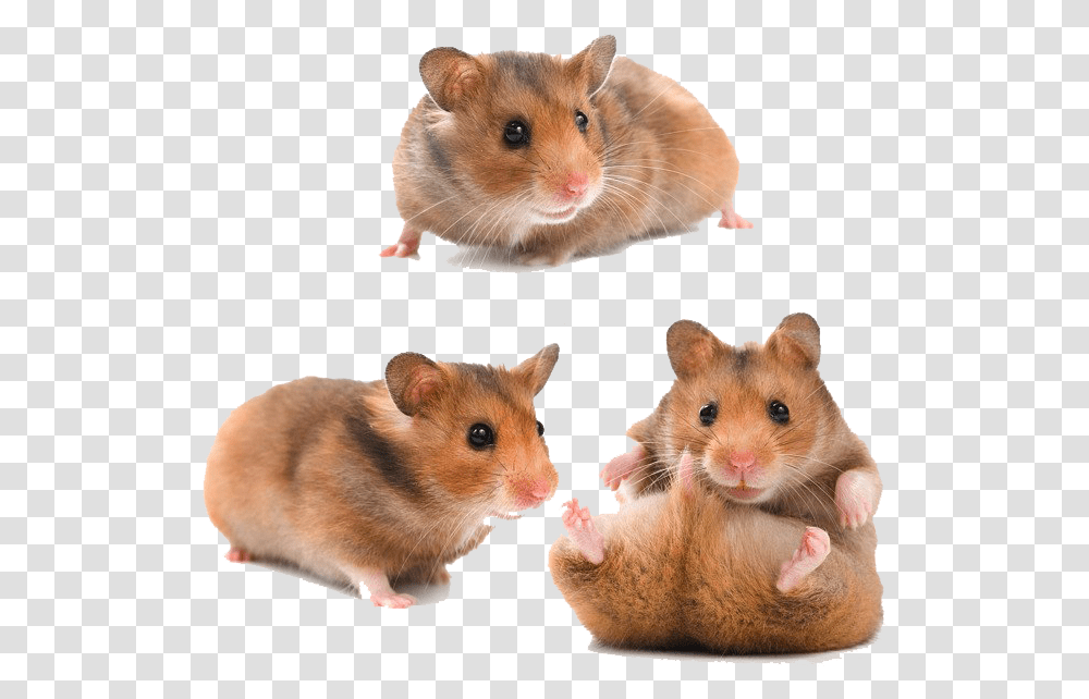 Hamster Download Image, Rodent, Mammal, Animal, Pet Transparent Png