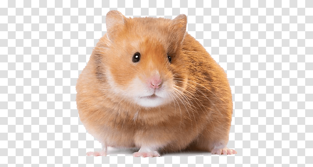 Hamster Image, Rat, Rodent, Mammal, Animal Transparent Png