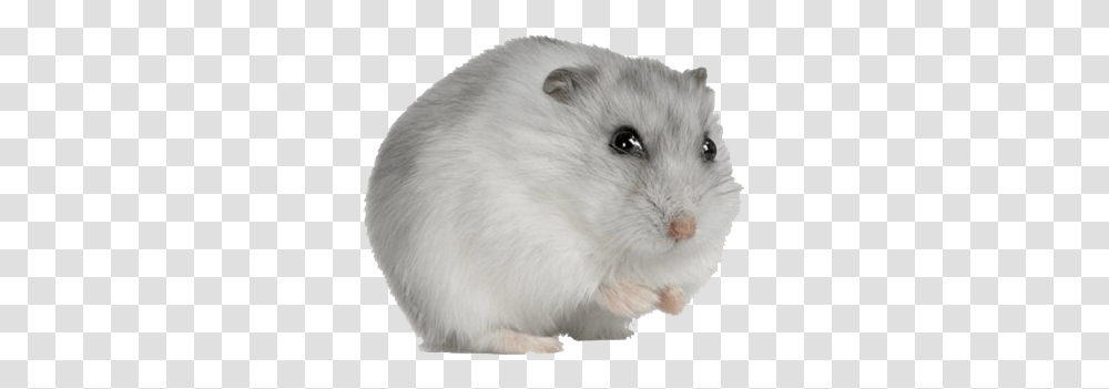 Hamster Image, Rodent, Mammal, Animal, Pet Transparent Png