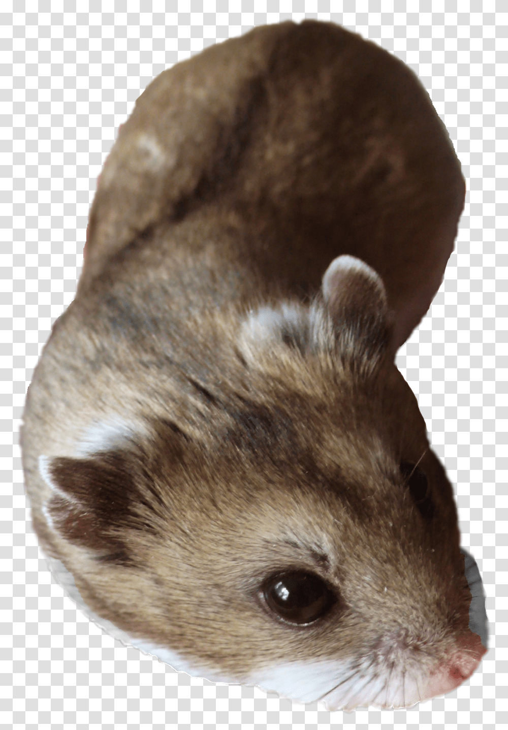 Hamster, Mammal, Animal, Ferret, Rodent Transparent Png