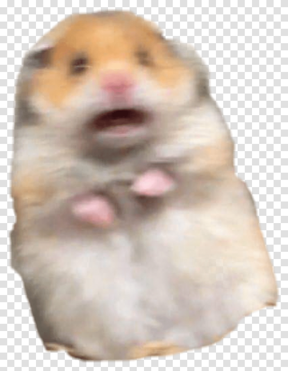 Hamster Meme Freakout Freaking Hamstermeme, Pet, Rodent, Animal, Mammal Transparent Png