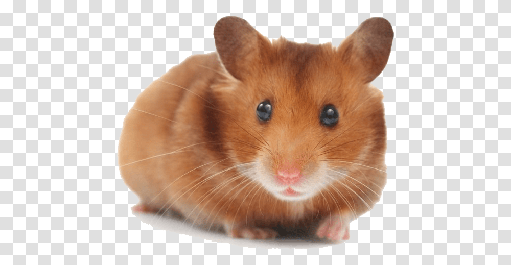 Hamster Picture Hamster Christmas Tree, Rat, Rodent, Mammal, Animal Transparent Png