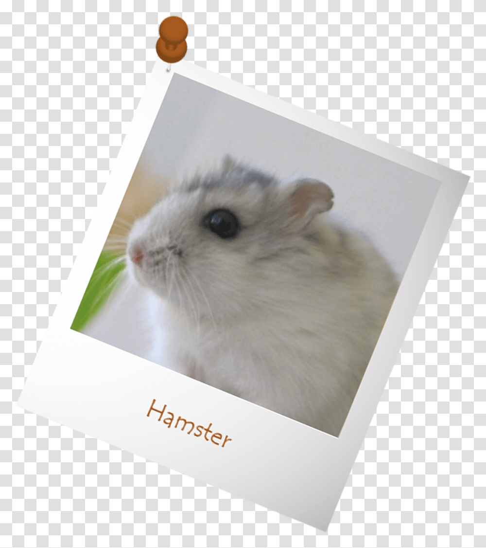 Hamster, Rat, Rodent, Mammal, Animal Transparent Png
