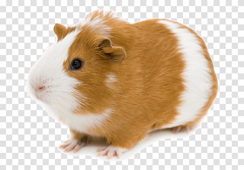 Hamster, Rodent, Mammal, Animal, Pet Transparent Png