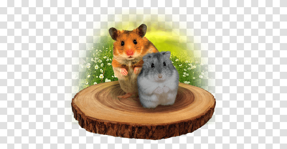 Hamster, Rodent, Mammal, Animal, Pet Transparent Png