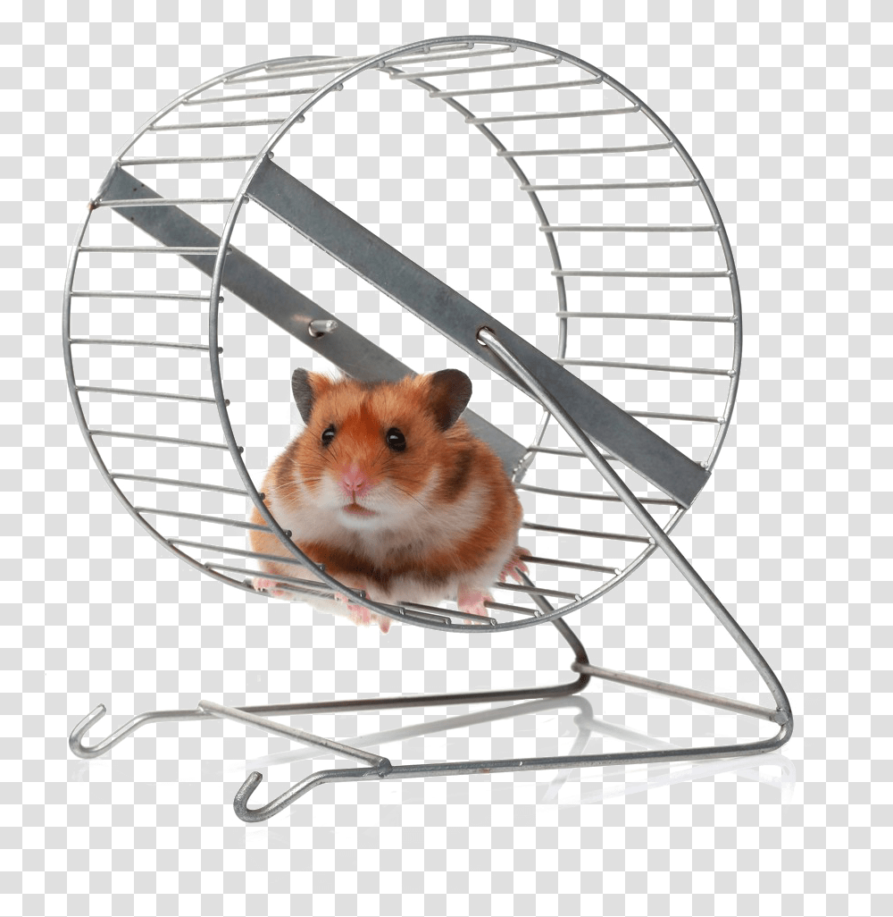 Hamster Wheel, Rodent, Mammal, Animal, Pet Transparent Png