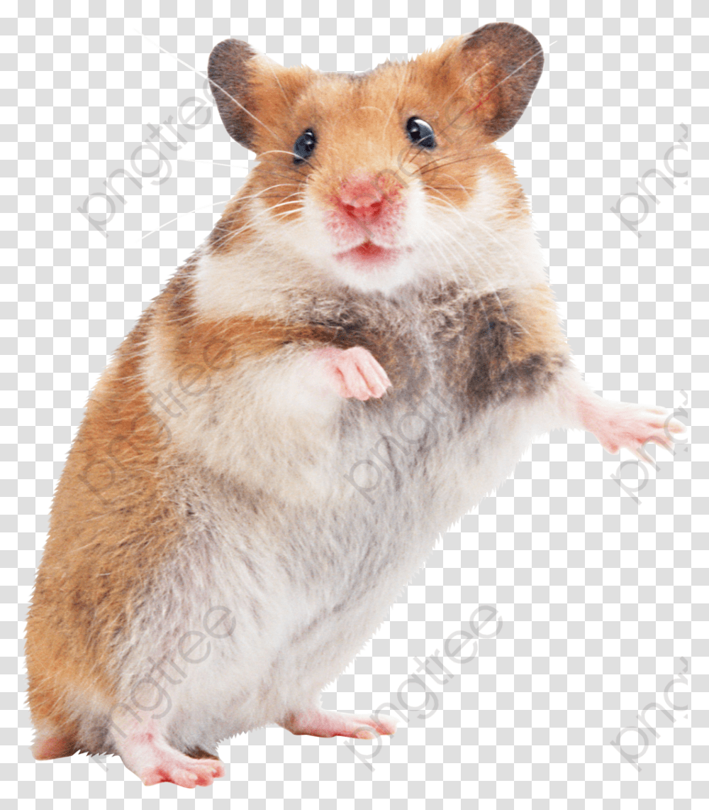Hamsters Little Mouse Hamster, Rodent, Mammal, Animal, Pet Transparent Png