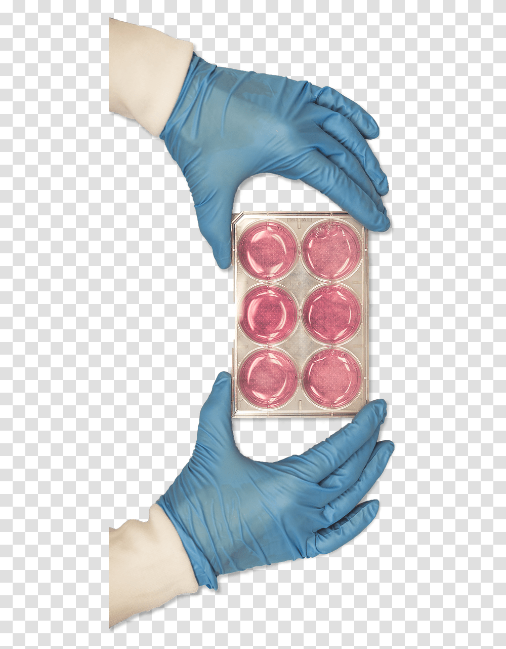 Hand And Dishes Medical Glove, Person, Cosmetics, Paint Container Transparent Png