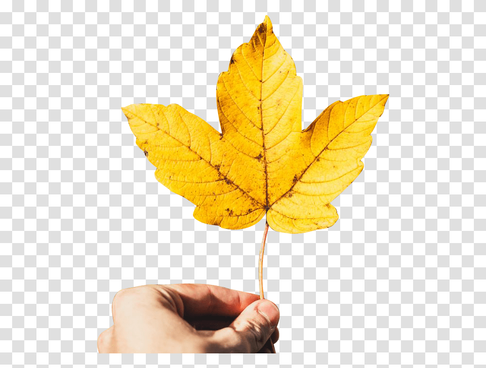Hand Background Hand Holding Maple Leaf, Plant, Person, Human, Tree Transparent Png