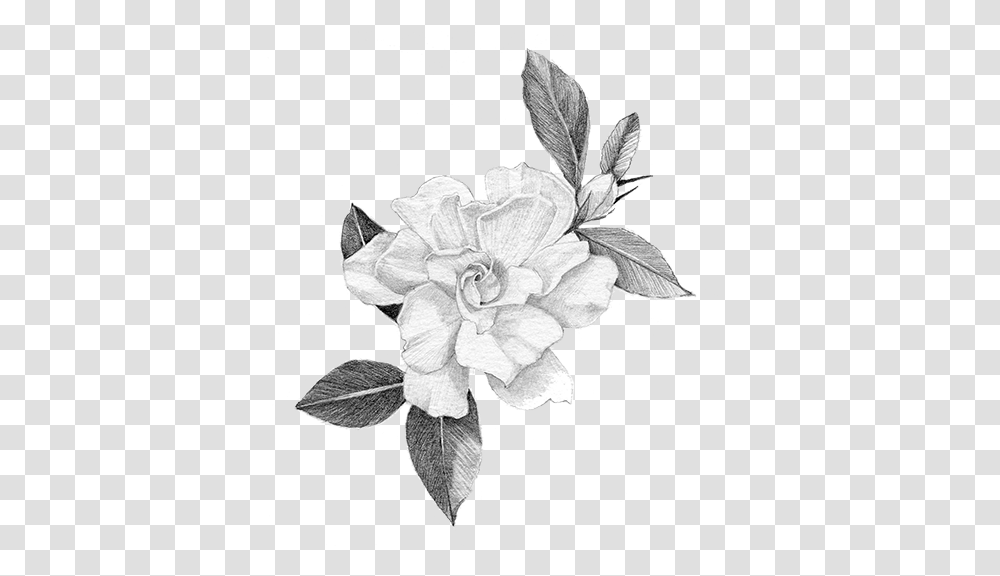 Hand Crafted Art Of The Gardenia Rosa Glauca, Plant, Flower, Blossom, Rose Transparent Png