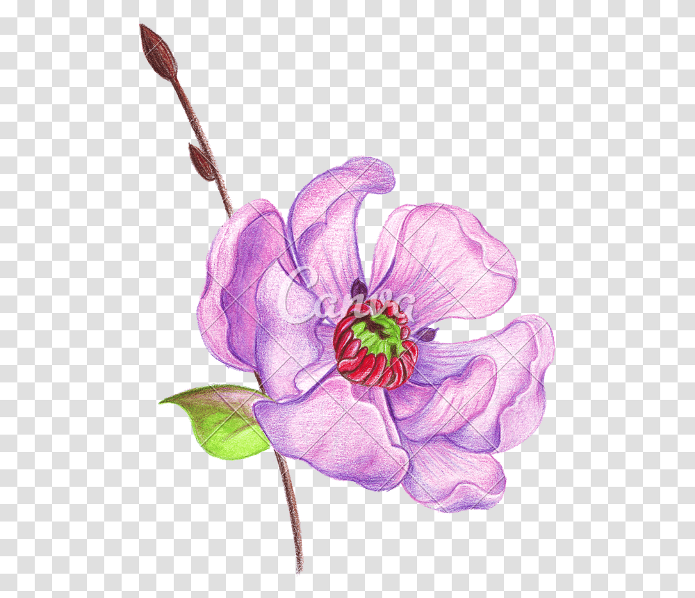 Hand Drawing Of A Realistic With Colored Pencils Fleur Dessin Realiste Couleur, Plant, Flower, Blossom, Petal Transparent Png