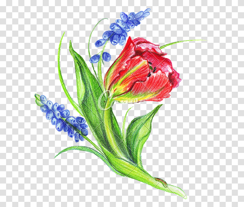 Hand Drawing Of Colored Bunches Of Flowers Illustration, Plant, Blossom, Pollen, Anther Transparent Png