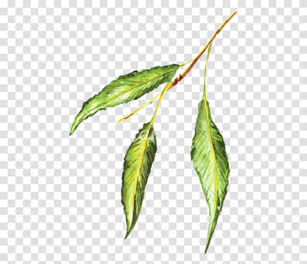 Hand Drawing Of Colored Pencils Watercolor Green Leaf, Plant, Tree, Insect, Invertebrate Transparent Png