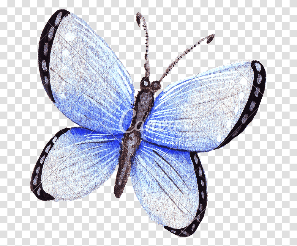 Hand Drawing Of Colorful Watercolor Butterfly, Insect, Invertebrate, Animal, Moth Transparent Png