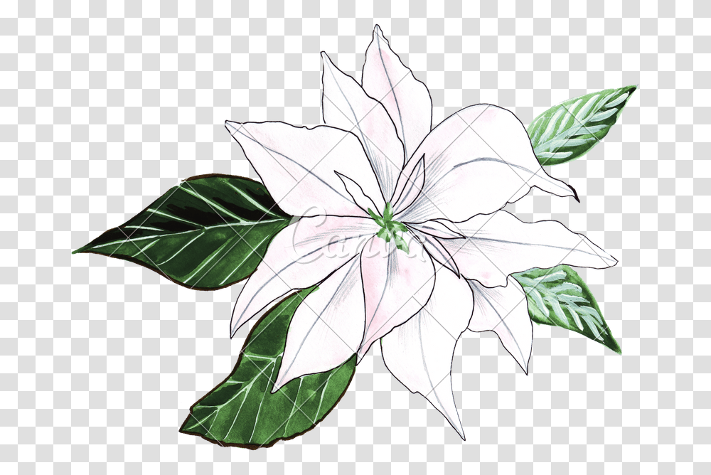 Hand Drawing Of Watercolor Lily Ornament, Leaf, Plant, Flower, Pattern Transparent Png