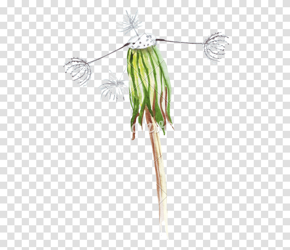 Hand Drawing Of Watercolor Pencil Wilted Dandelion Wilted Dandelion Drawing, Plant, Flower, Blossom, Utility Pole Transparent Png