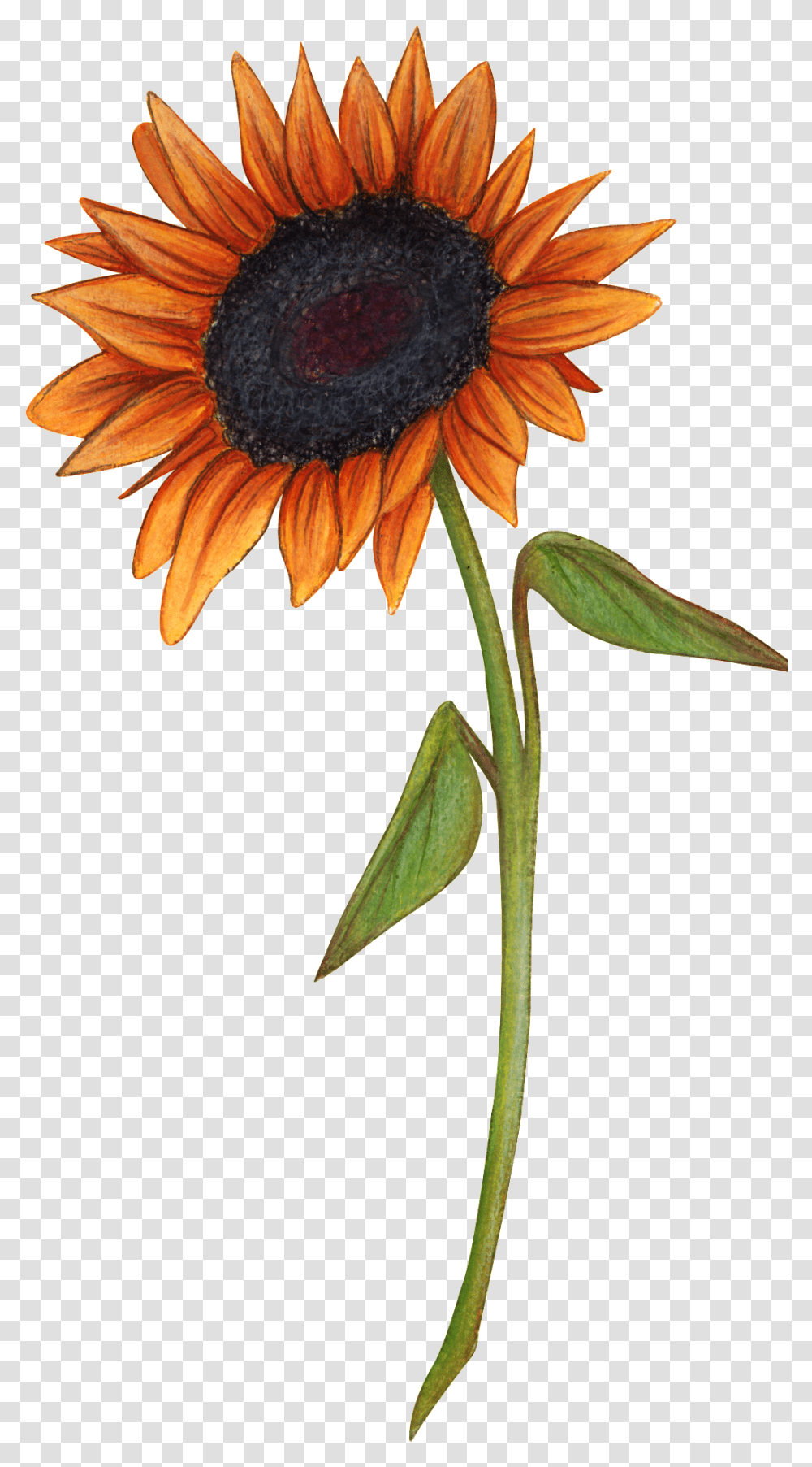 Hand Drawn A Sunflower Portable Network Sunflower, Plant, Blossom, Daisy, Daisies Transparent Png