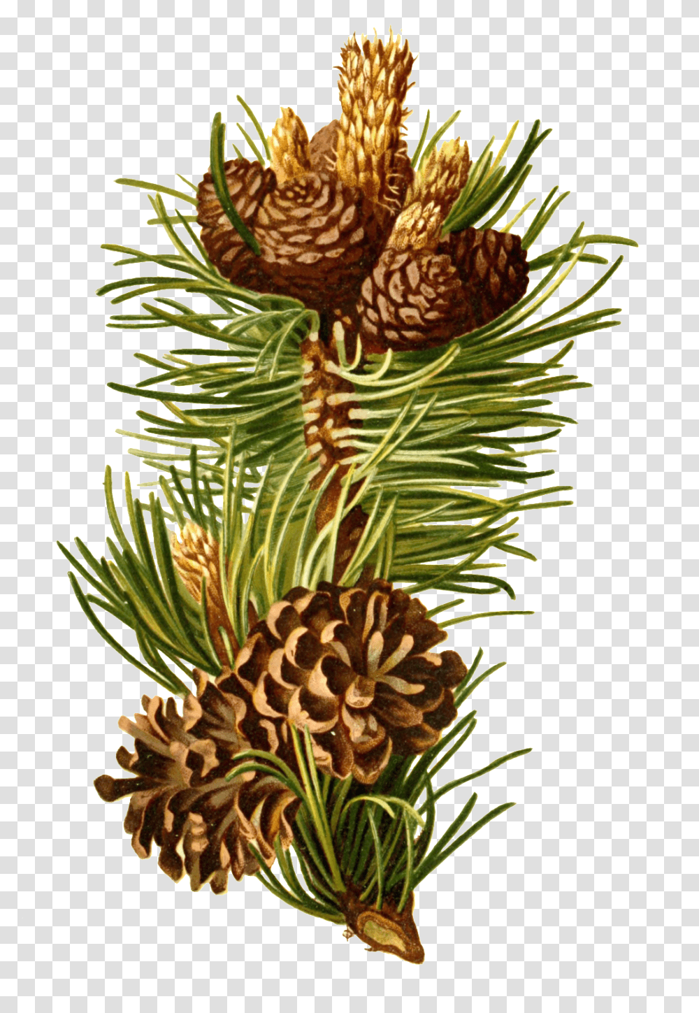 Hand Drawn Cartoon Long Pine Cone Decorative Free, Tree, Plant, Conifer, Pineapple Transparent Png