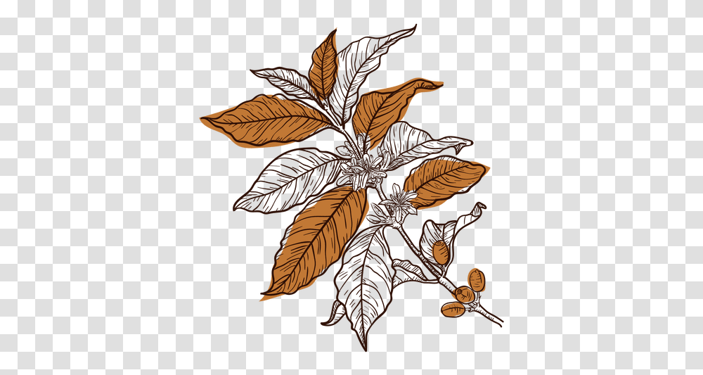 Hand Drawn Coffee Plant & Svg Vector File Coffee Tree Vector, Leaf, Bird, Animal, Acanthaceae Transparent Png