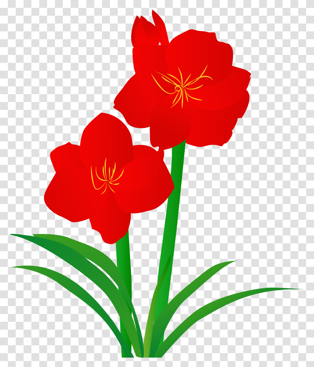 Hand Drawn Illustration Plant Illustrated And Vector Hippeastrum, Geranium, Flower, Blossom, Petal Transparent Png