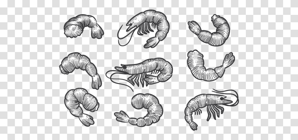 Hand Drawn Prawns Shrimp Sketch, Animal, Reptile, Mammal Transparent Png