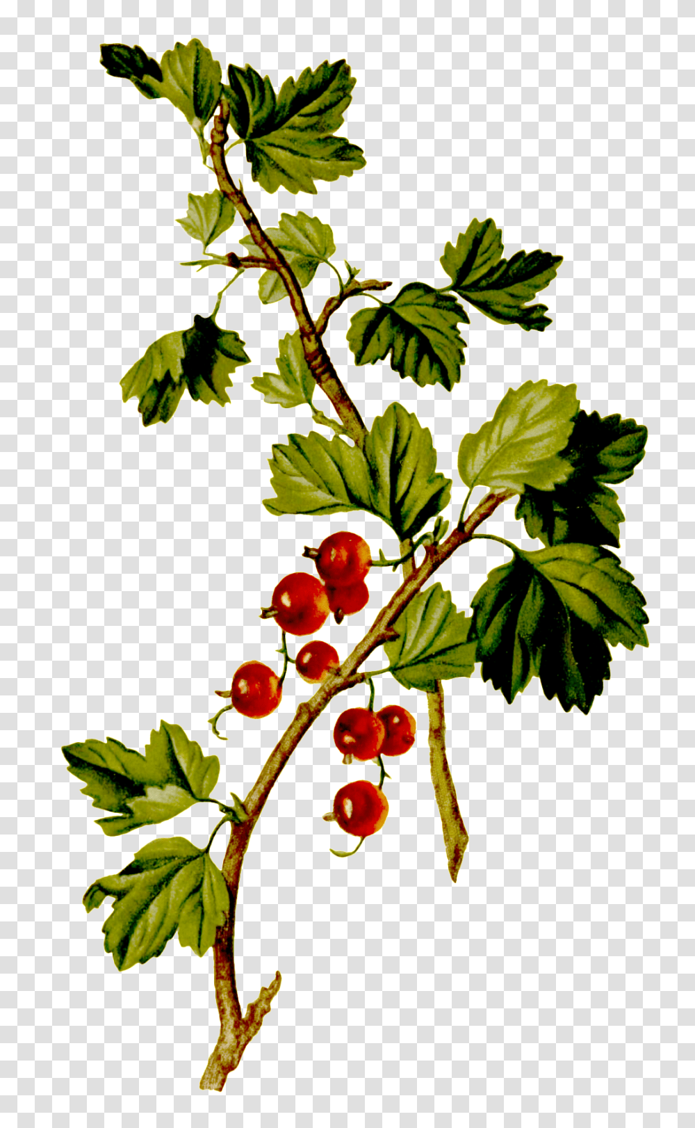 Hand Drawn Red Grape Plant Vector Growing On Tree, Leaf, Fruit, Food, Jar Transparent Png