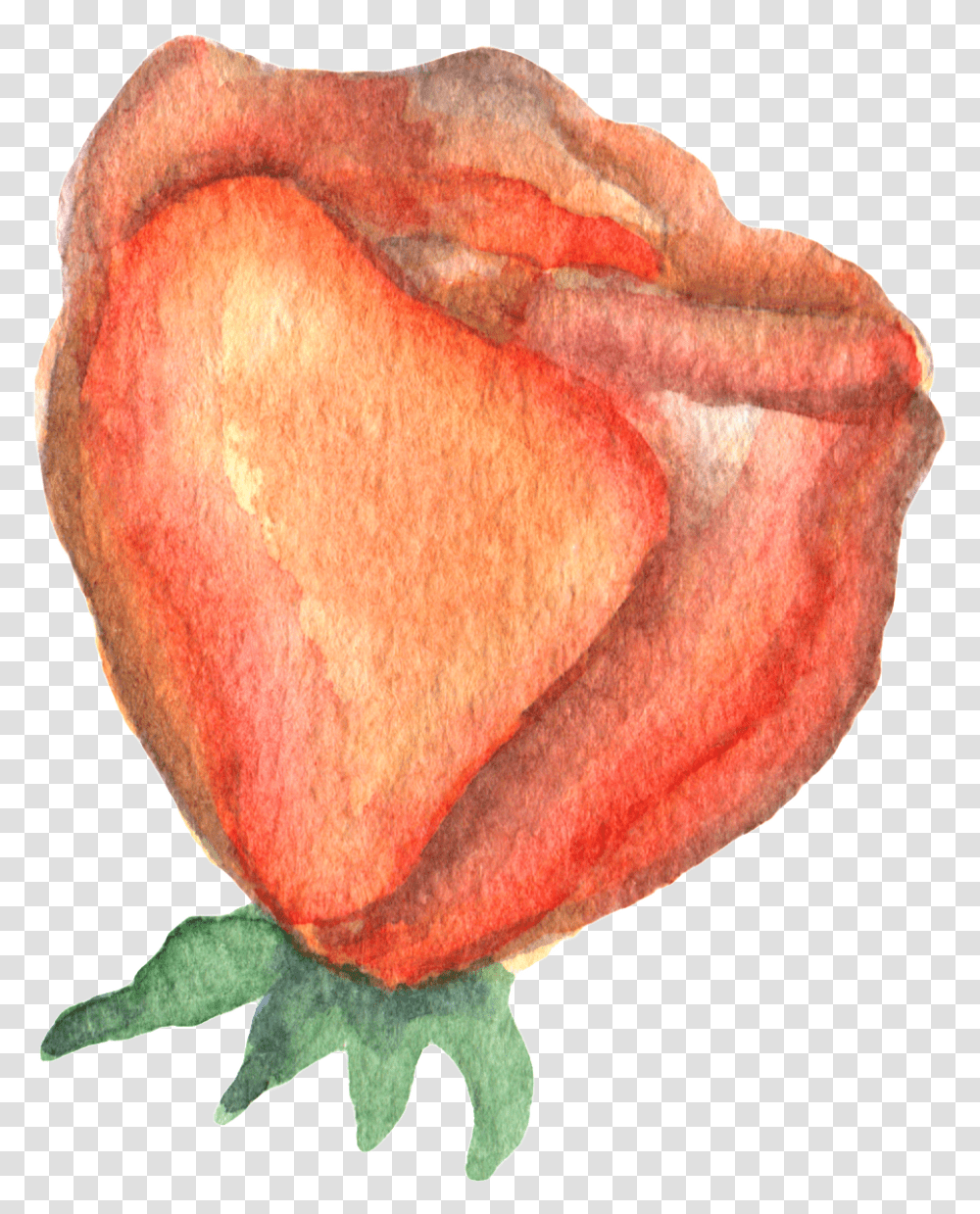 Hand Drawn Render Rose Watercolor Sketch, Plant, Petal, Flower, Bud Transparent Png