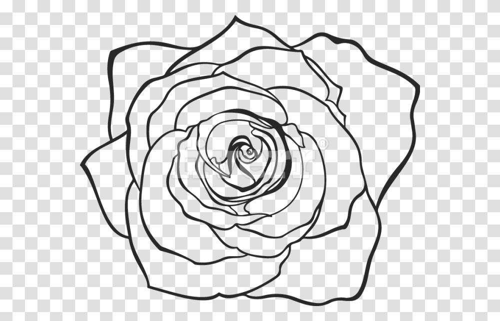 Hand Drawn Rose, Spiral, Coil, Maze, Labyrinth Transparent Png