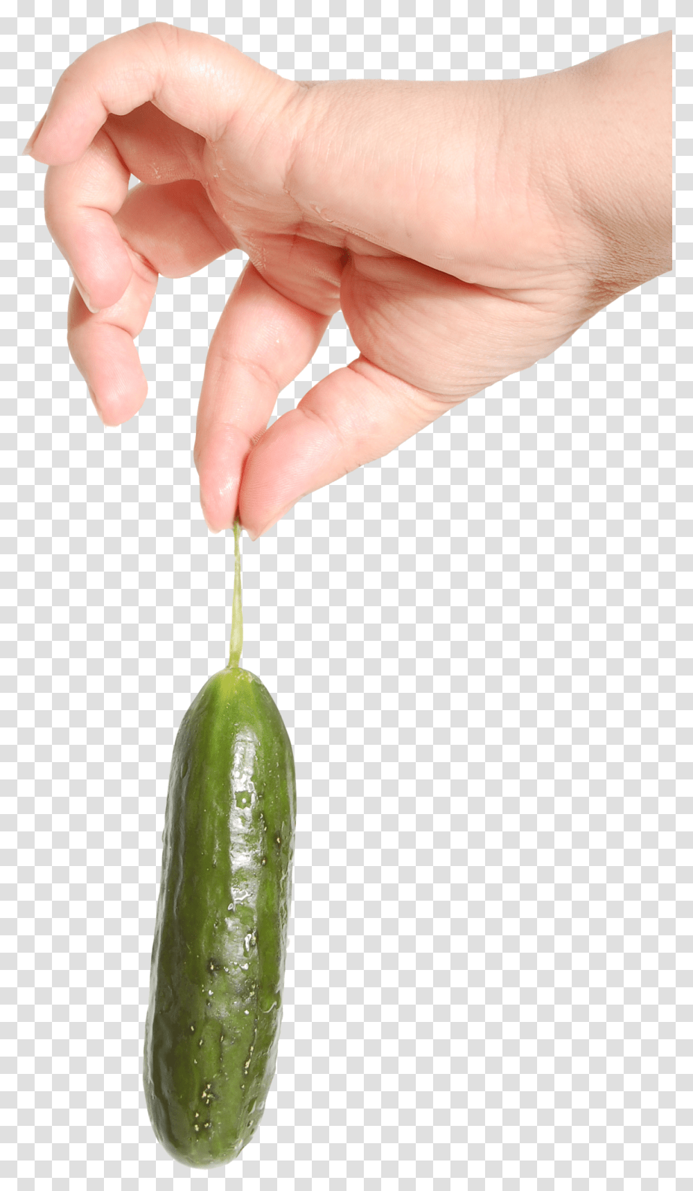 Hand Holding Food, Plant, Person, Human, Cucumber Transparent Png