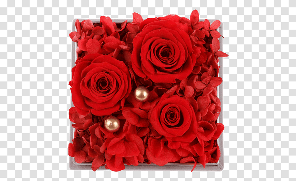 Hand In Gift Real Flower Eternal Red Rose Floribunda, Plant, Blossom, Floral Design, Pattern Transparent Png