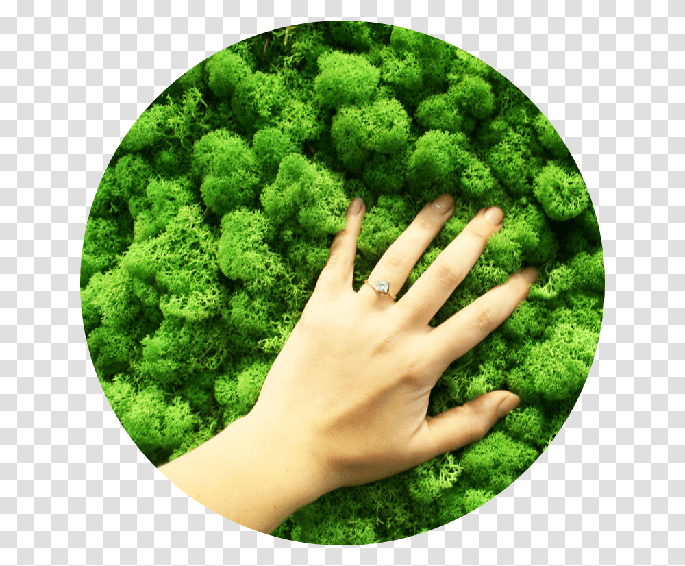 Hand, Moss, Plant, Person, Finger Transparent Png