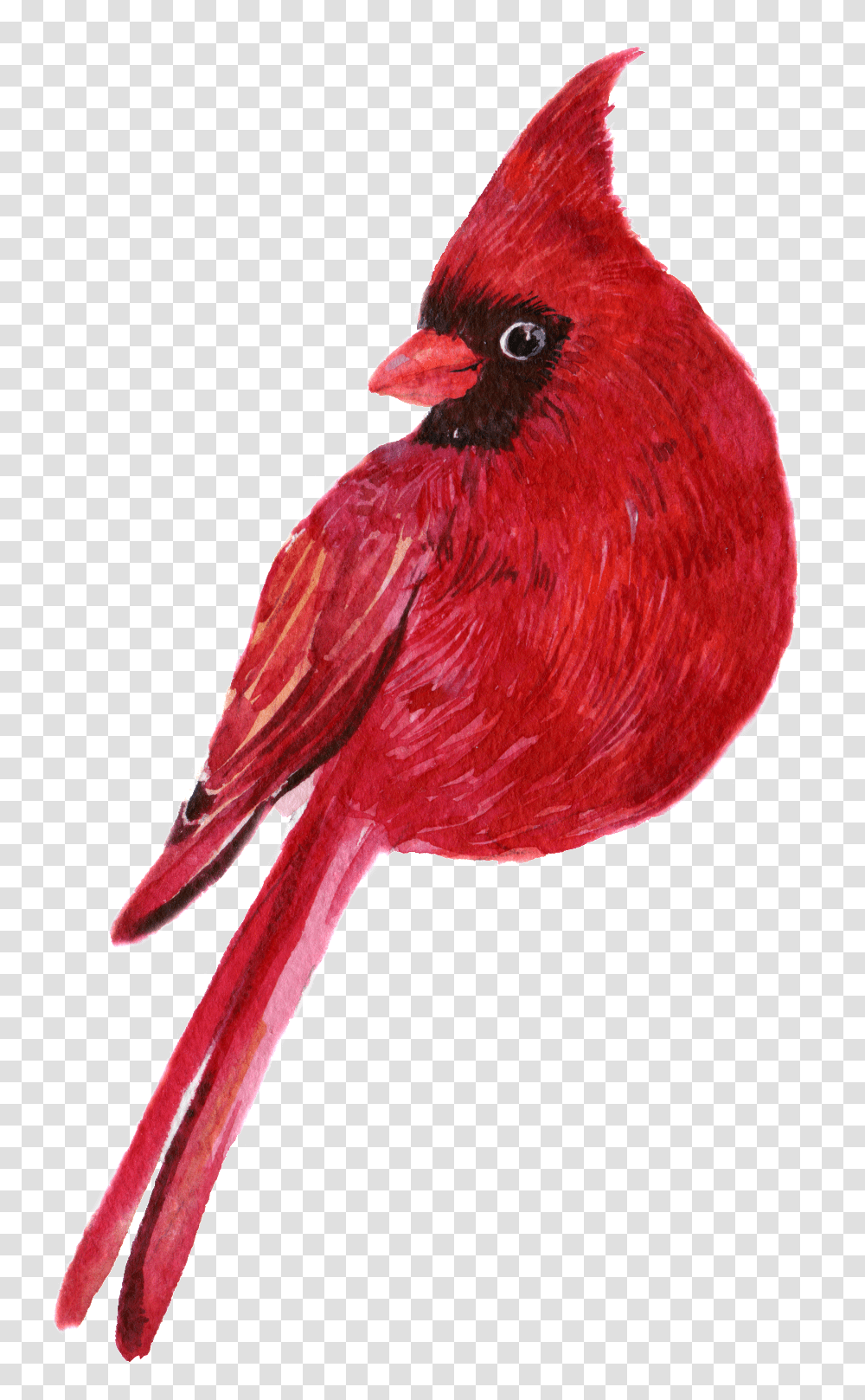 Hand Painted A Clever Parrot Northern Cardinal, Bird, Animal Transparent Png