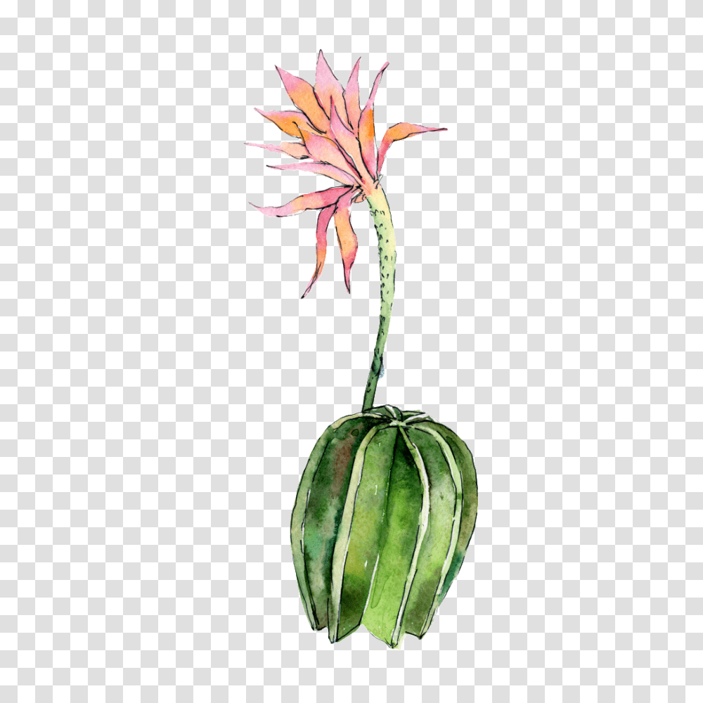 Hand Painted A Flowering Cactus Free, Plant, Fruit, Food Transparent Png