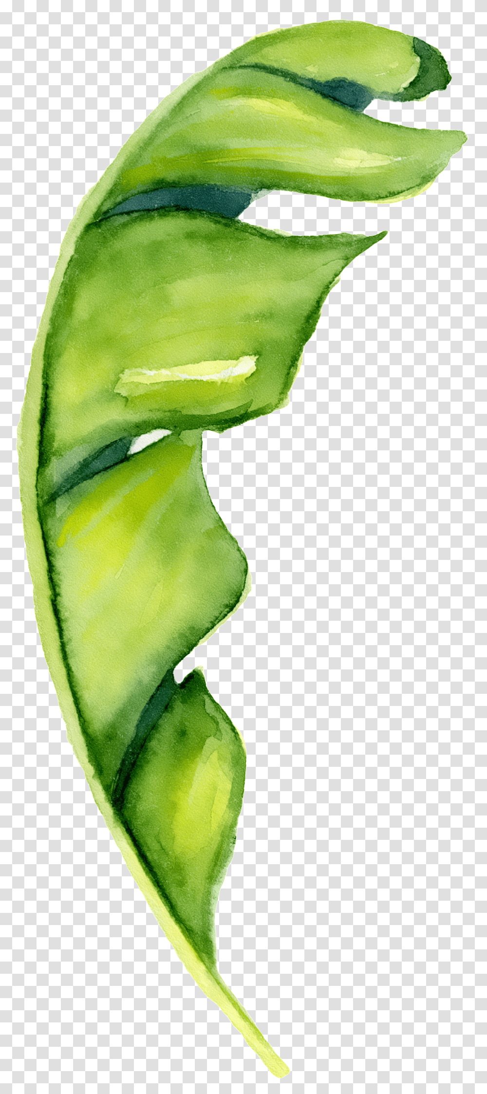 Hand Painted A Piece Of Banana Leaf Banana Leaf Watercolor, Plant, Animal, Aloe, Photography Transparent Png