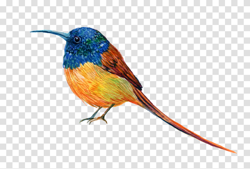 Hand Painted A Robin Free Download, Bird, Animal, Jay, Bee Eater Transparent Png