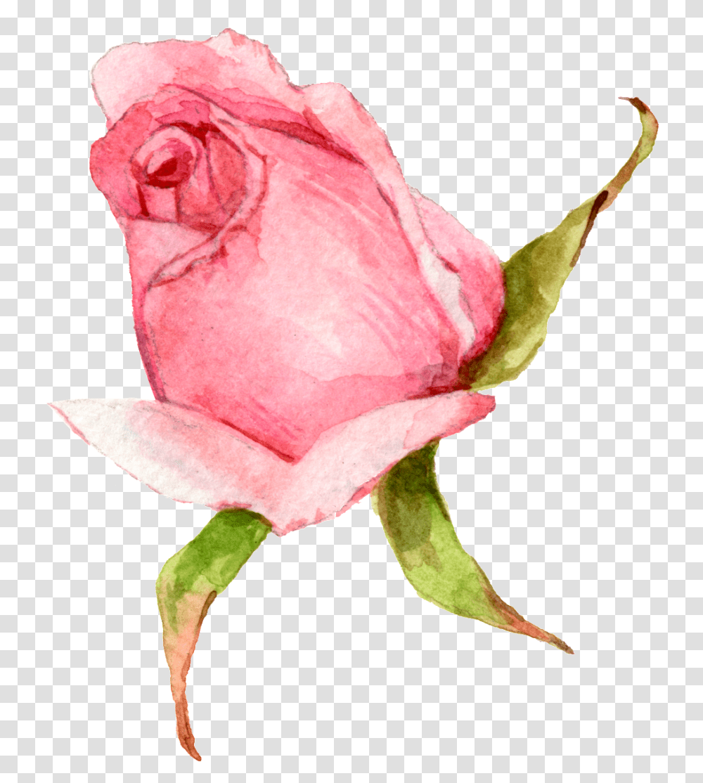 Hand Painted A Watercolor Rose Free Download, Flower, Plant, Blossom, Petal Transparent Png