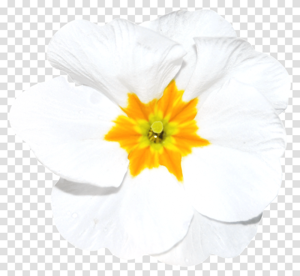 Hand Painted A White Flower Free Download, Plant, Blossom, Pollen, Geranium Transparent Png