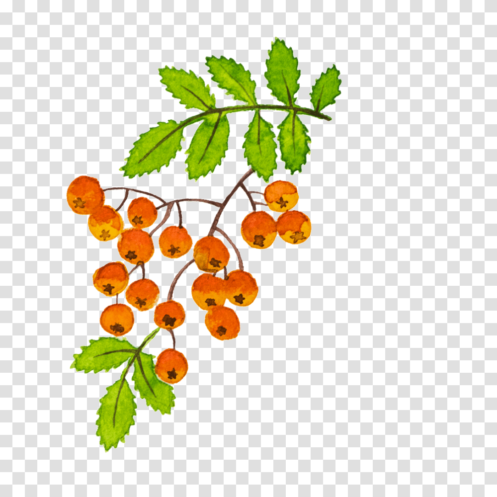 Hand Painted Beautiful Painted Hd Fruit Free Download, Plant, Leaf, Food, Orange Transparent Png